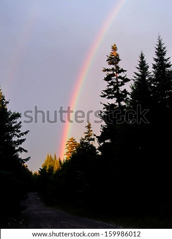A rainbow over a forest road in the early morning.