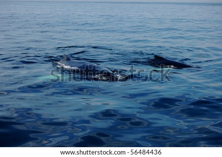 Two whales swim off of Cape Cod, MA