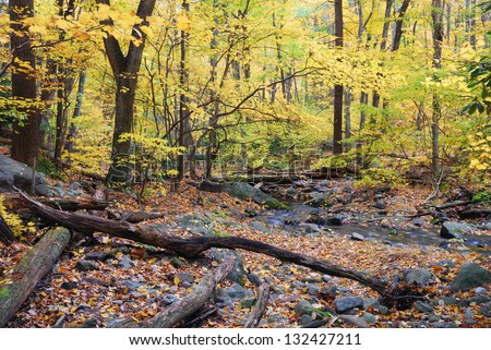 Autumn woods with yellow maple trees and creek with rocks and foliage in mountain.