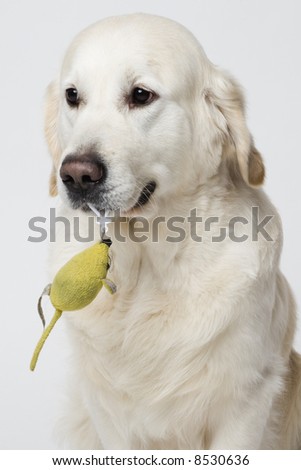 doggy holding a stuffed mouse in his mouth