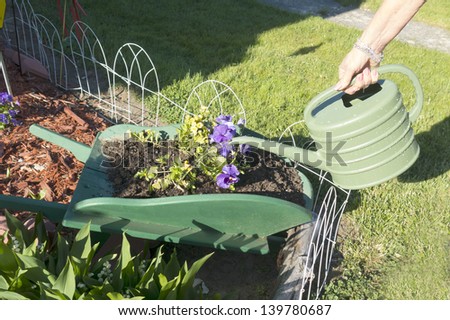 Woman watering flowers and plants in a wooden wheelbarrow filled with dirt