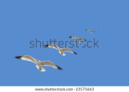 High speed multiple exposure of a seagull gliding to a landing with blue sky background