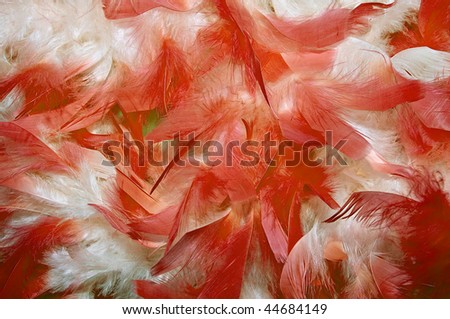 Close-up of Red and white feathers for background use