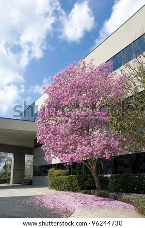 Hospital drive through with pink tree at entrance in springtime