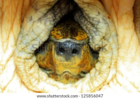 Turtle shell background texture macro. Selective focus.