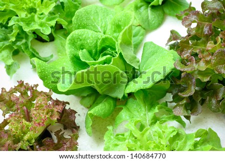hydroponics vegetable that need no ground for plant