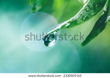 Similar – Image, Stock Photo Grasses with water drops