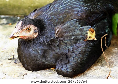 Mother Hen and Protecting Chicks