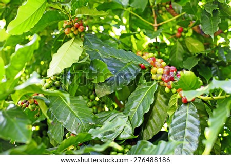 Close up coffee plants tree in mountains