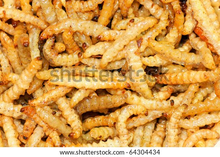 Close up shot of fry bamboo worms  it can eat and high protein.
