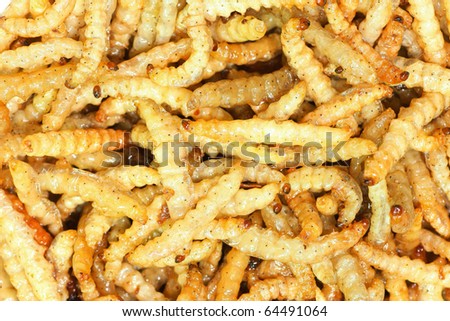 Close up shot of fry bamboo worms  it can eat and high protein.