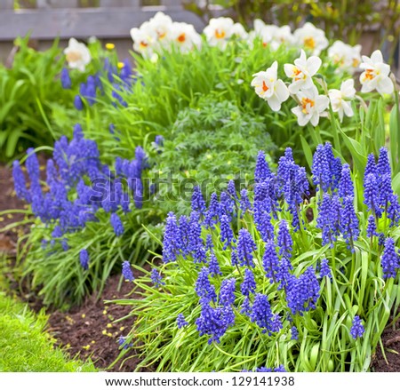 Spring flowers in the home garden. Grape hyacinth and daffodils.
