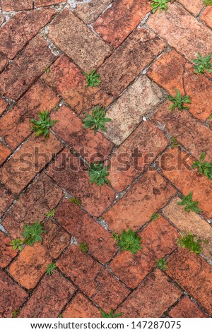 Old red brick walkway in a herringbone pattern and lots of weeds growing in the cracks.