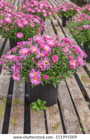 Potted fall perennial garden asters or chrysanthemum in a retail greenhouse or nursery.