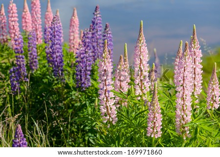 Lupins growing wild  and flowering along the roadsides and streams or rural Prince Edward Island, Canada.