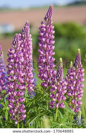 Lupins growing wild  and flowering along the roadsides and streams or rural Prince Edward Island, Canada.