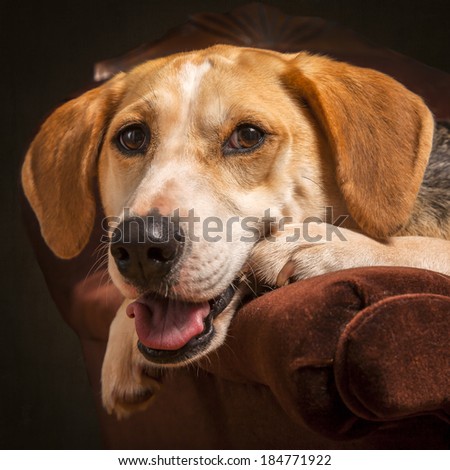 Foxhound beagle cross American dog posing in an armchair.