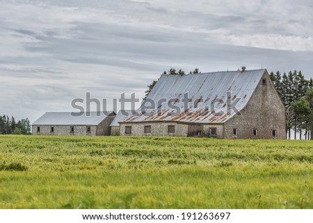 An old sagging barn with a field of grain.