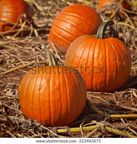 Ripe pumpkins in a farm field were frost has killed back all the leaves and vines.