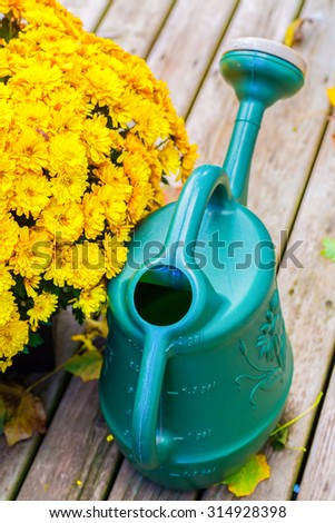 Pretty fall mum and a watering can.