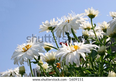 Garden daisies silhouetted by a bright blue sky.