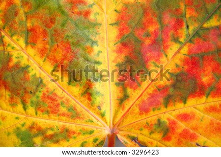 A colorful closeup of a multi colored maple leaf showing its autumn intensity.