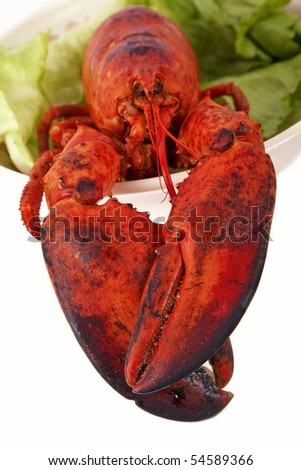 Freshly cooked lobster in a bowl of greens.  Focus is on the claws.