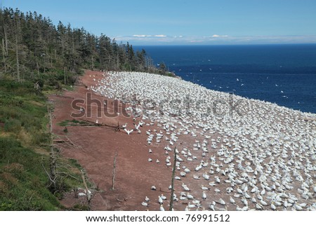 Northern Gannets (Morus bassanus) in a protected environment on Bonaventure Island, Gaspe,Quebec, Canada.  This is the world\'s largest breeding colony of this bird in the world.