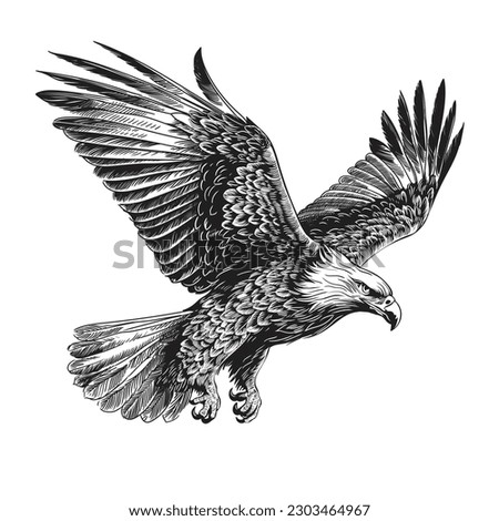 A large wild bird eagle flies with outstretched wings. Vector drawing linear sketch isolated on white background.