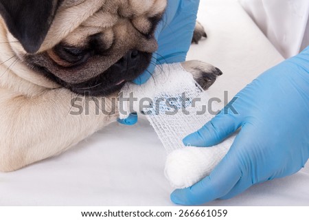 close up of veterinarian putting bandage on paw of pug dog