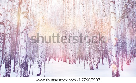 winter magic birch grove