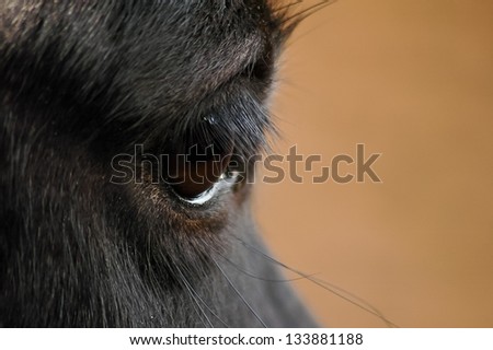 Black horse brown eye on brown background