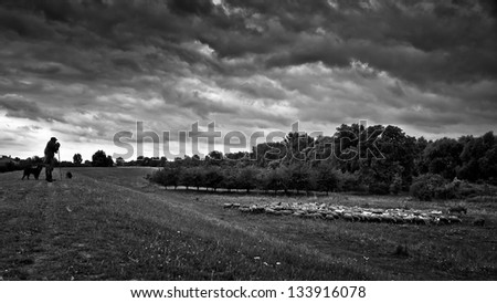 Shepherd fed and watch over the flock in cloudy weather before the storm, dramatic, black&white