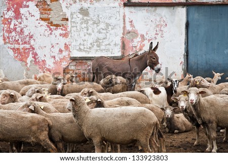 Flock of sheep and a donkey stand in front of the color walled old barn