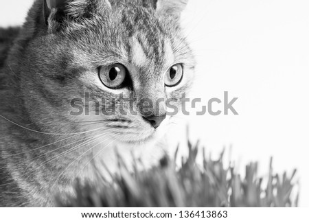 Adult gray young cat face view close up portrait sitting and pay attention taking up his head with fresh green grass on white background