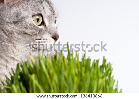 Adult gray young cat face view close up portrait sitting and pay attention taking up his head with fresh green grass on white background