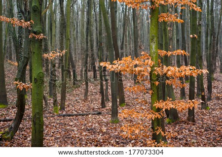 Colorful autumn trees with orange leaves in autumn forest