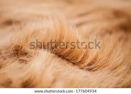 Red curly dog fur close up