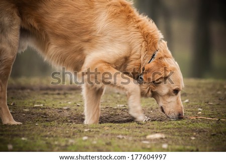 Golden retriever dog sniffing the grass