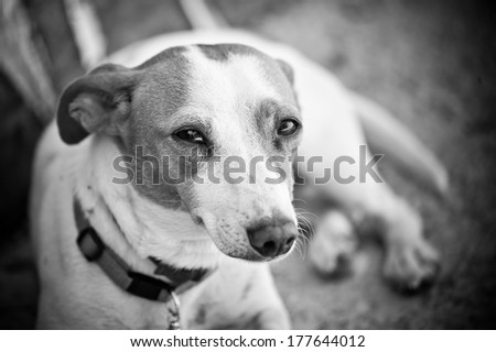 Red spotted white dog looking at the camera with purple collar lying and rest in the shade of the summer sun, black and white