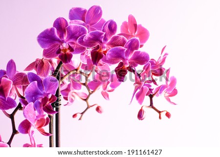 Beautiful vivid purple radiant orchid flower isolated on illuminated blue and red gradient background, theme for the pantone color of the year 2014, Radiant Orchid 18-3224 colored