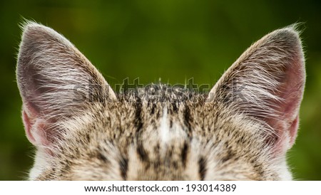Young little tabby rural cat hark with good hearing ears close up  on blurred green background