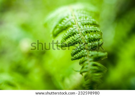 Young green ostrich fern or shuttlecock fern leaves (Matteuccia struthiopteris) on blurred green background