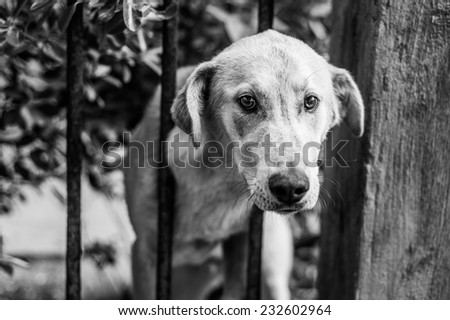 Sad puppy left alone at home sticks his head over the fence, black and white image