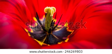 Vivid full color big red spring tulip flower filling the whole picture close up macro image