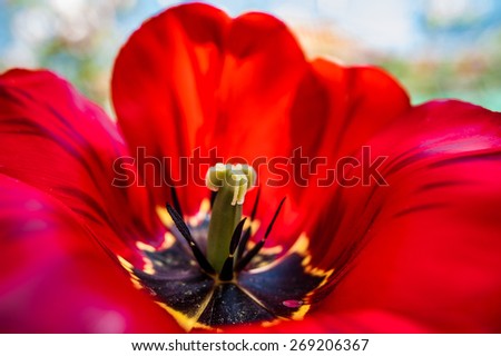 Vivid red huge spring tulip flower filling the whole picture close up macro image