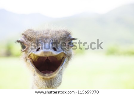 angry bird.close up of ostrich face