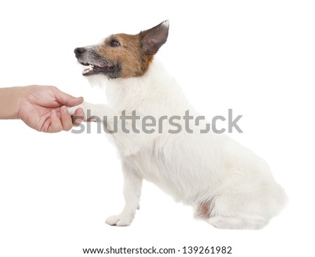 dog with man handshaking isolated on white