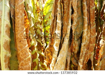 Dried Tobacco Leaves A photo of tobacco leaves hung for drying.