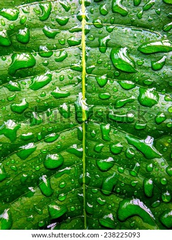 green leaf with water beads